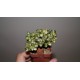 Aichryson mini variegata