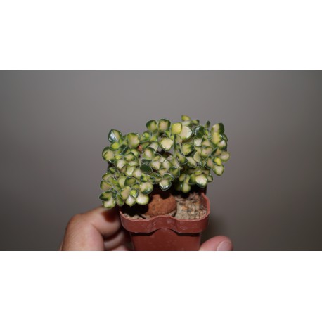 Aichryson mini variegata