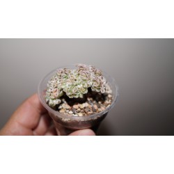 Aeonium decorum mini cristata variagata