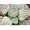 Haworthia pygmaea Super White AR619