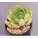 Sedum Alice Evans