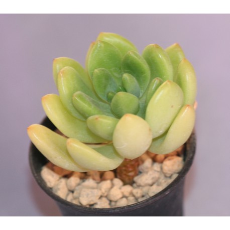 Sedum Alice Evans