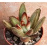 Kalanchoe tomentosa Chocolate Soldier