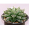 Haworthia olasonii AR719