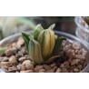 Haworthia pygmaea variegata