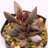 Adromischus marianae herrei Dark Red AR719