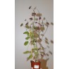 Pelargonium tetragonum