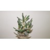 Адромискус Adromischus halesowensis