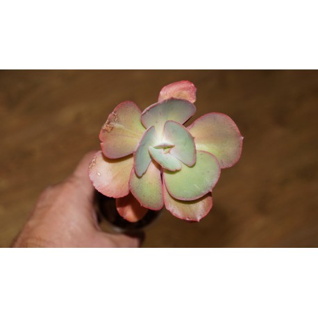 Echeveria Suyon