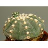 Gymnocalycium ragonesii