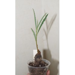 Монадениум Monadenium fanshawei / Галерея