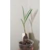 Монадениум Monadenium fanshawei / Галерея