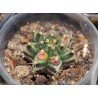Гимнокалициум Gymnocalycium mihanovichii variegata / Галерея