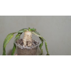 Euphorbia stellata 1