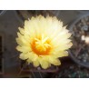 Астрофитум Astrophytum гибридный