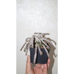Эуфорбия Euphorbia decaryi