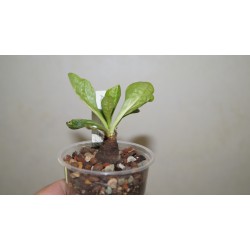 Эуфорбия Euphorbia ecklonii / Галерея