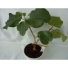 Фикус Ficus vasta
