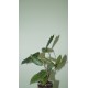 Фикус Ficus ingens