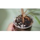 Фикус Ficus ingens
