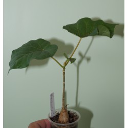 Фикус Ficus petiolaris 1
