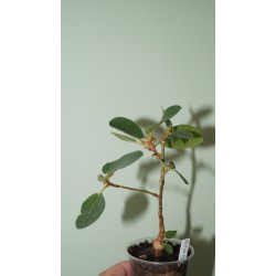 Фикус Ficus glumosa 2