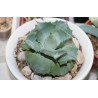 Agave potatorum compacta 719