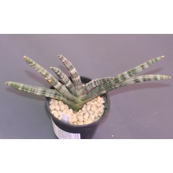 Санса Sansevieria boncellensis