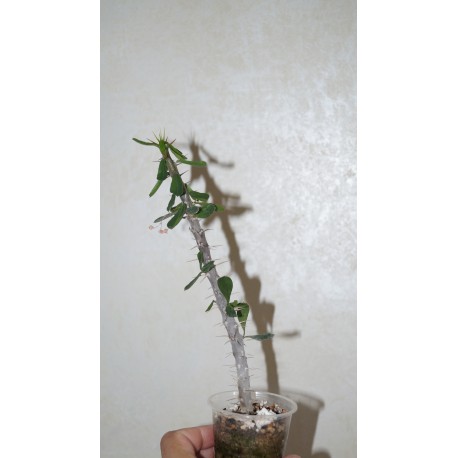 Euphorbia delphinensis
