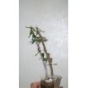 Эуфорбия Euphorbia delphinensis
