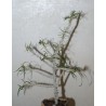 Эуфорбия Euphorbia brachyphylla / Галерея