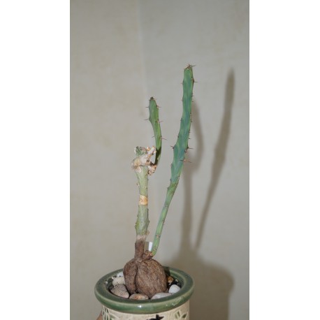 Euphorbia buruana
