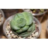 Крассула Crassula hemisphaerica