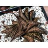 Haworthia Onigawara