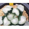Haworthia maughanii Salt Lake City