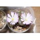 Ophthalmophyllum praesectum - 3 головы