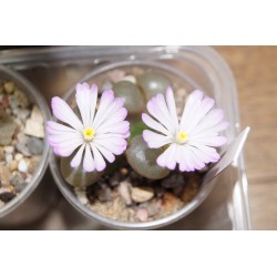 ъ26 Офталлофиллум Ophthalmophyllum praesectum - Галерея