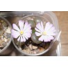 Ophthalmophyllum praesectum - 3 головы