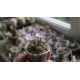 Ophthalmophyllum praesectum - 3 головы