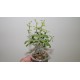 Tylecodon bodleyae