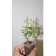 Tylecodon bodleyae