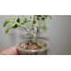 Tylecodon bodleyae
