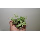 Tylecodon bodleyae