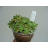 Crassula setulosa cristata