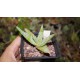 Алоэ краснолистное Aloe erythrophylla
