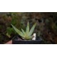 Алоэ краснолистное Aloe erythrophylla