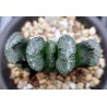 Haworthia truncata Araiso