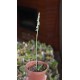 Орхидея спирантес спиральный Spiranthes spiralis