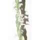 Орхидея спирантес спиральный Spiranthes spiralis