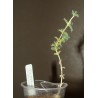 Trichodiadema mirabilis